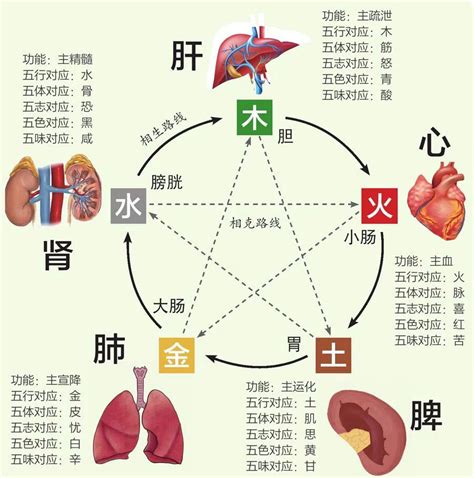 胃五行|中医给五脏划分了五行属性，十分精准，古人是如何做。